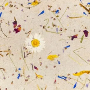 ALMWIESE Light (ORWSPALM2020FVPRW)