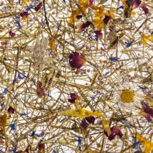 BERGWIESE Medium (ORWSPBRG0045SKTRW)