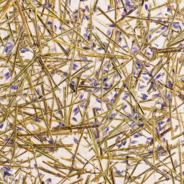 LAVENDEL Medium