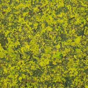 MOOS MIX Premium (ORMOSMIX0085FVPRW)