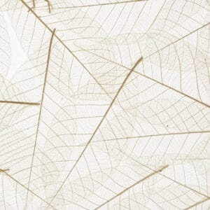 SKELETTBLÄTTER on Translucent Self-Adhesive (ORSKL0000010SKTRW)