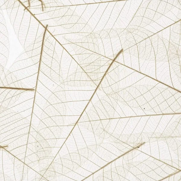 SKELETTBLÄTTER on Translucent Self-Adhesive