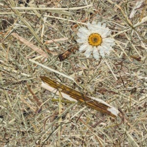 WILDSPITZE MARGERITEN Premium (ORWSPMAR0075FVPRW)