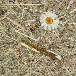 WILDSPITZE MARGERITEN Premium (ORWSPMAR0075FVPRW)