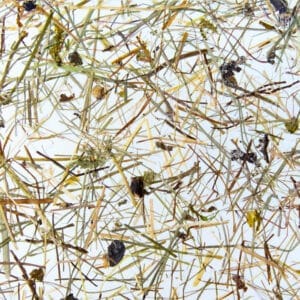 WILDSPITZE Medium (ORWSP0000045SKTRW)