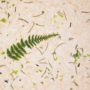 ZIRBENWALD Light (ORZIRWAL0085FVPRW)