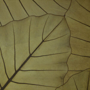 JUNGLE KING (ORJUKING0085FVPRW)