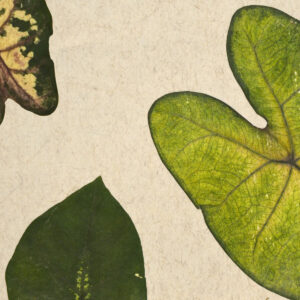 TROPICAL HEART Light (ORTROH000045FVPRW)