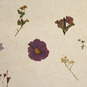 VIOLETTE Light (ORVIOLET2020FVPRW)