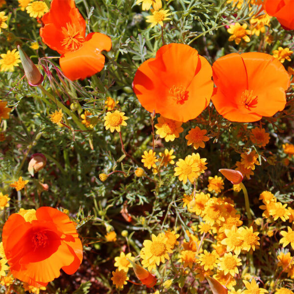 SUPERBLOOM Light (ORSUPERB0045FVPRW) - Image 3